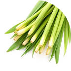 Lemongrass